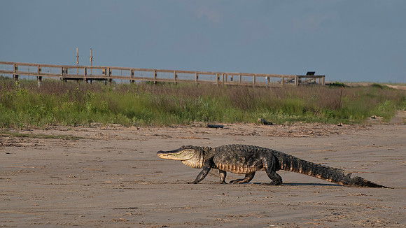 GatorBacktothemarsh