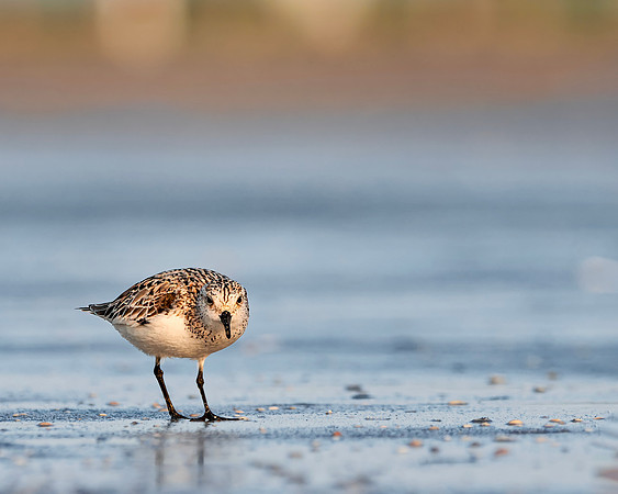 Turnstone
