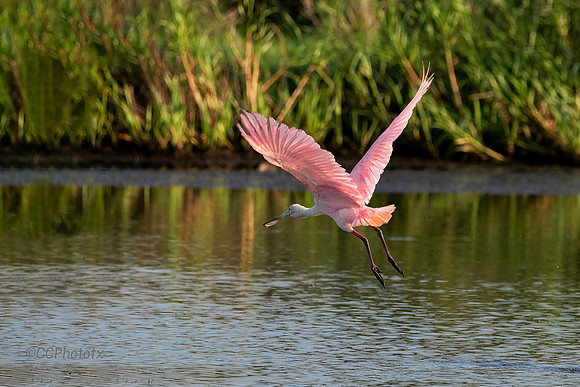 SeaRimRoseateSpoonbill