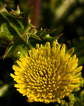 Thistle