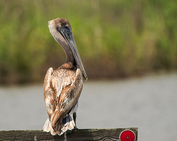 Pelican McFaddin
