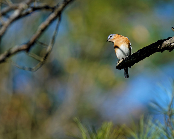 Bluebird