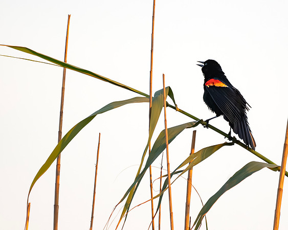 RedwingBlackbird SeaRim
