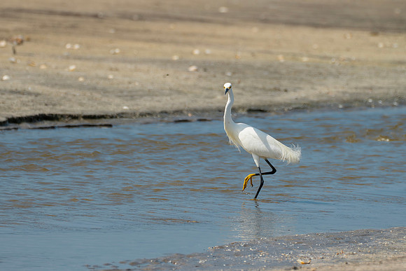 Egret at the blowout