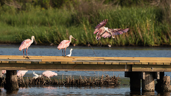 Gambusa Boardwalk
