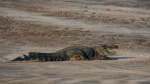 Gator 1