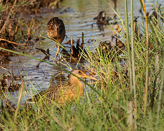 King Rail Pair