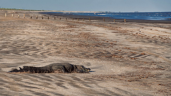 GatortoGulf