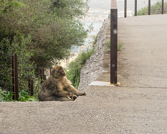 BigApe