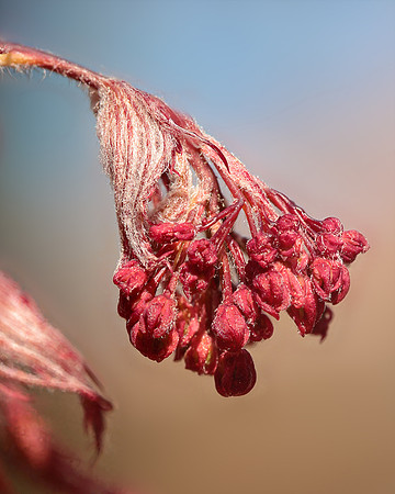 Japanese Maple Flower