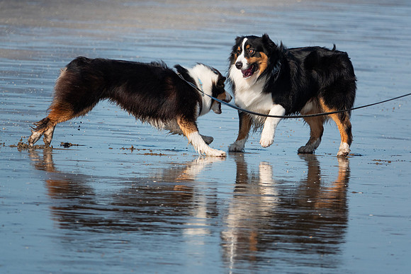Dawgs on the beach