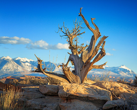 Ancient Juniper