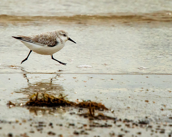 Run Plover Run!