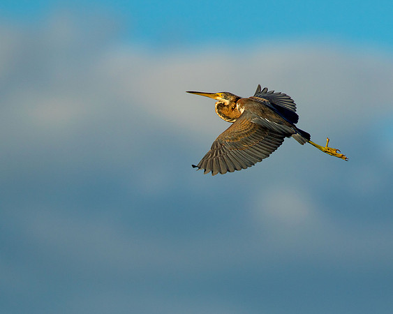 TriColor Heron Sunset High Island