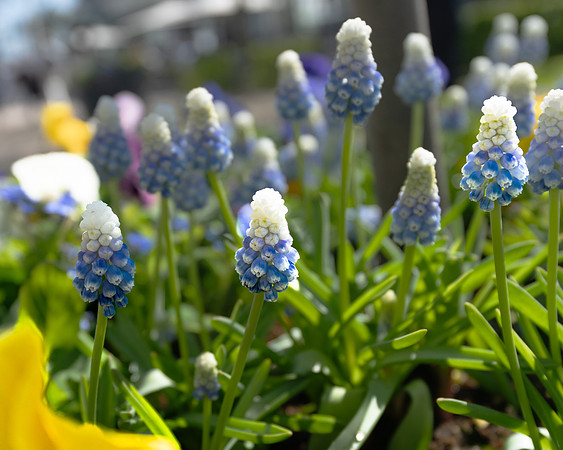 FinnishBluebonnet