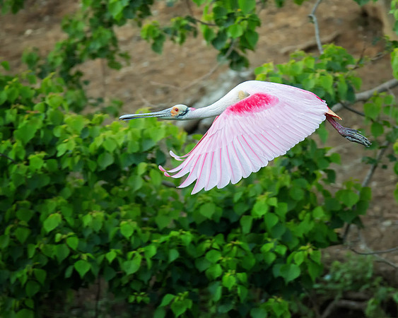 Roseate Spoonbill