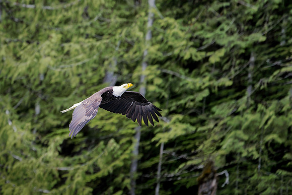 Eagleinflight sm