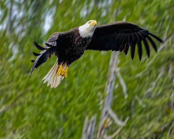 EagleUpClose