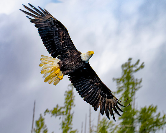 EaglecominginLOW
