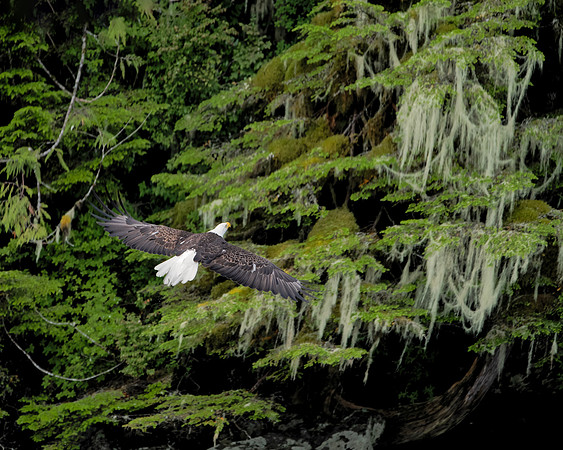 Backtothe Rainforest
