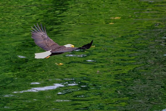 Eagle Low Level