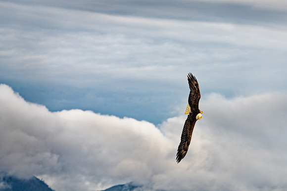 Eagle on Final