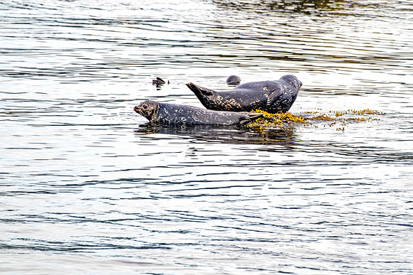 Seal Pair