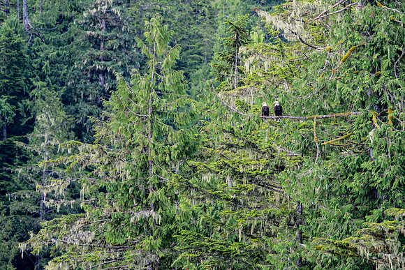 Perched Eagle Pair