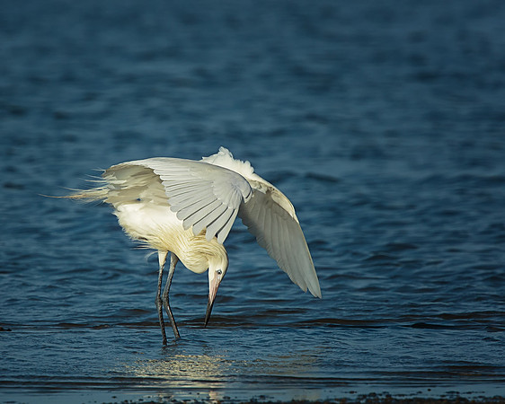Reddish Egret