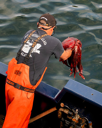 OctopusBackto sea