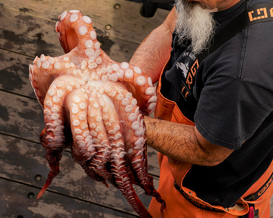 Octopus