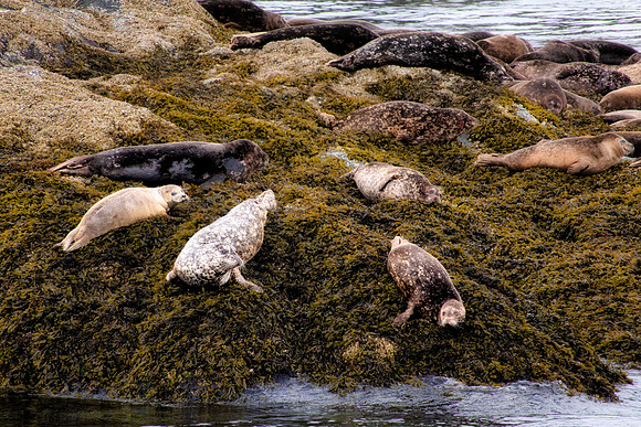 GreatPlaceforSeals