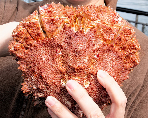 RockCrab2