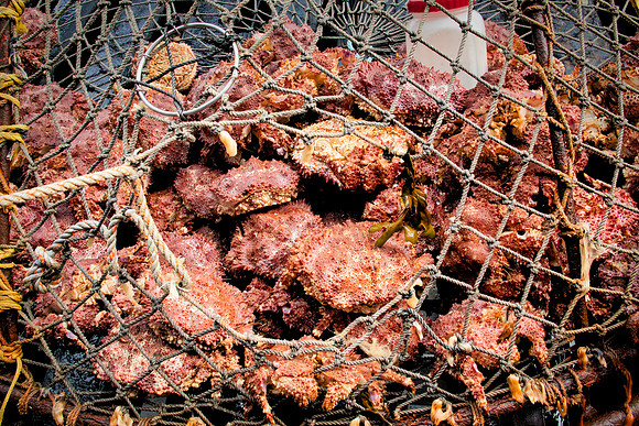 RockCrabTrap