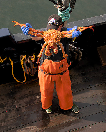 KingCrab