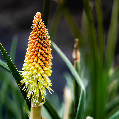 Sandy's Flower