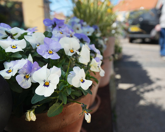 Pansies