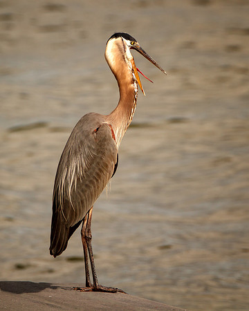 Laughing Heron