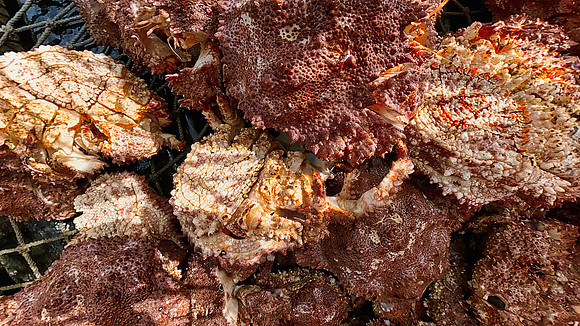 Crabs INSIDE the Trap