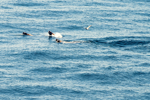 ge HarbourSeals