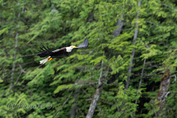 AlaskaEagle