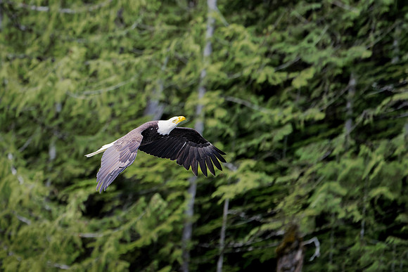 Eagleinflight