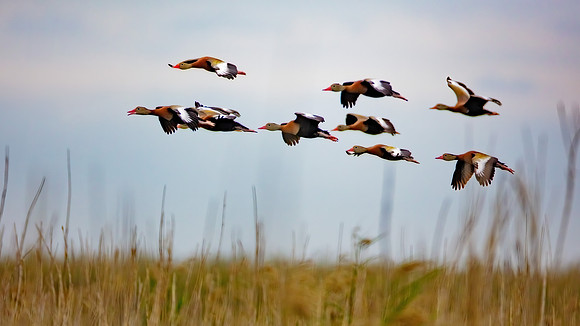 WhistlingDucksoverAnahuac