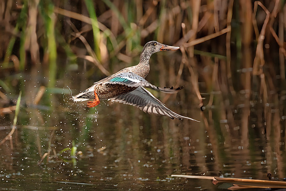 Shoveler Jump