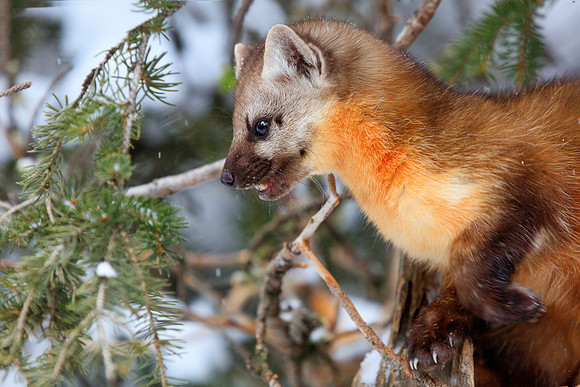 Pine Marten 2