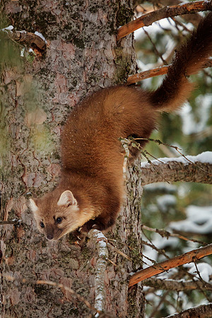 Pine Marten 3