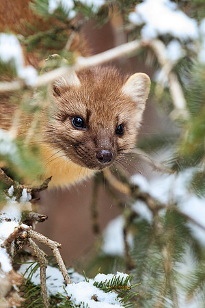 Pine Marten 1