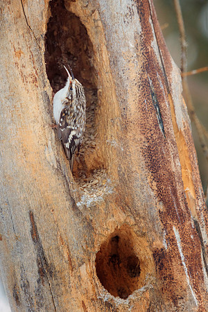 Brown Creeper