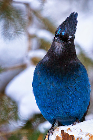 Stellar Jay