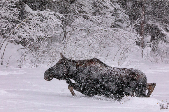 Ms Moose